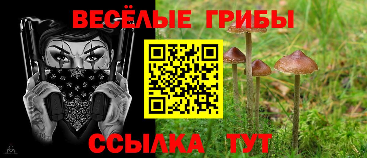 Галлюциногенные грибы Psilocybe Братск